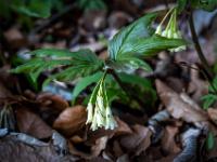 Insekt auf Quirlblättrigem Zahnwurz